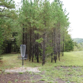 Trees and frisbee gold hole