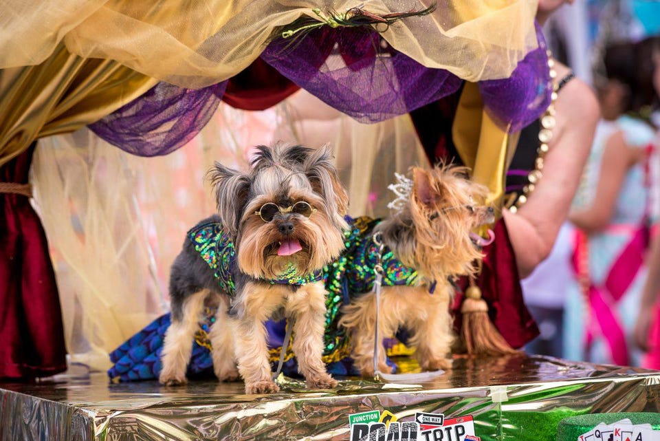 Barkus Coronation in Eureka Springs