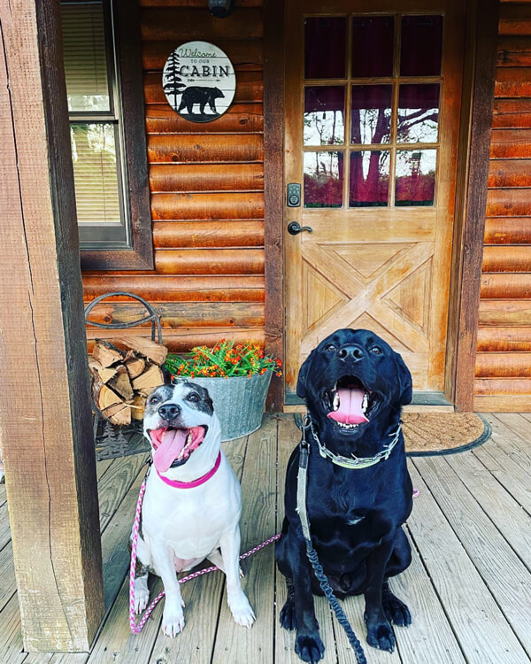 two dogs on the porch of a cabin