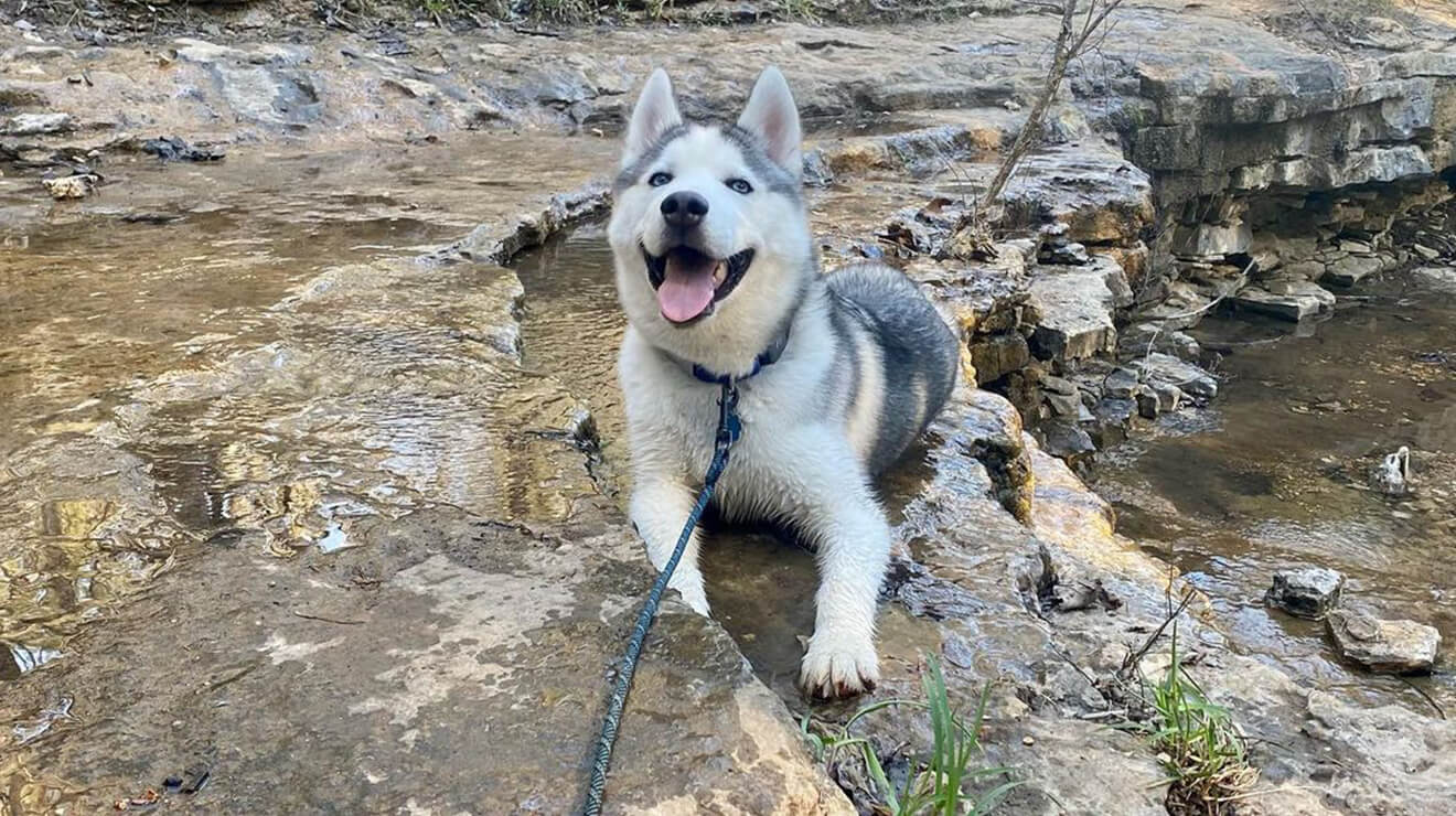 a husky by a river