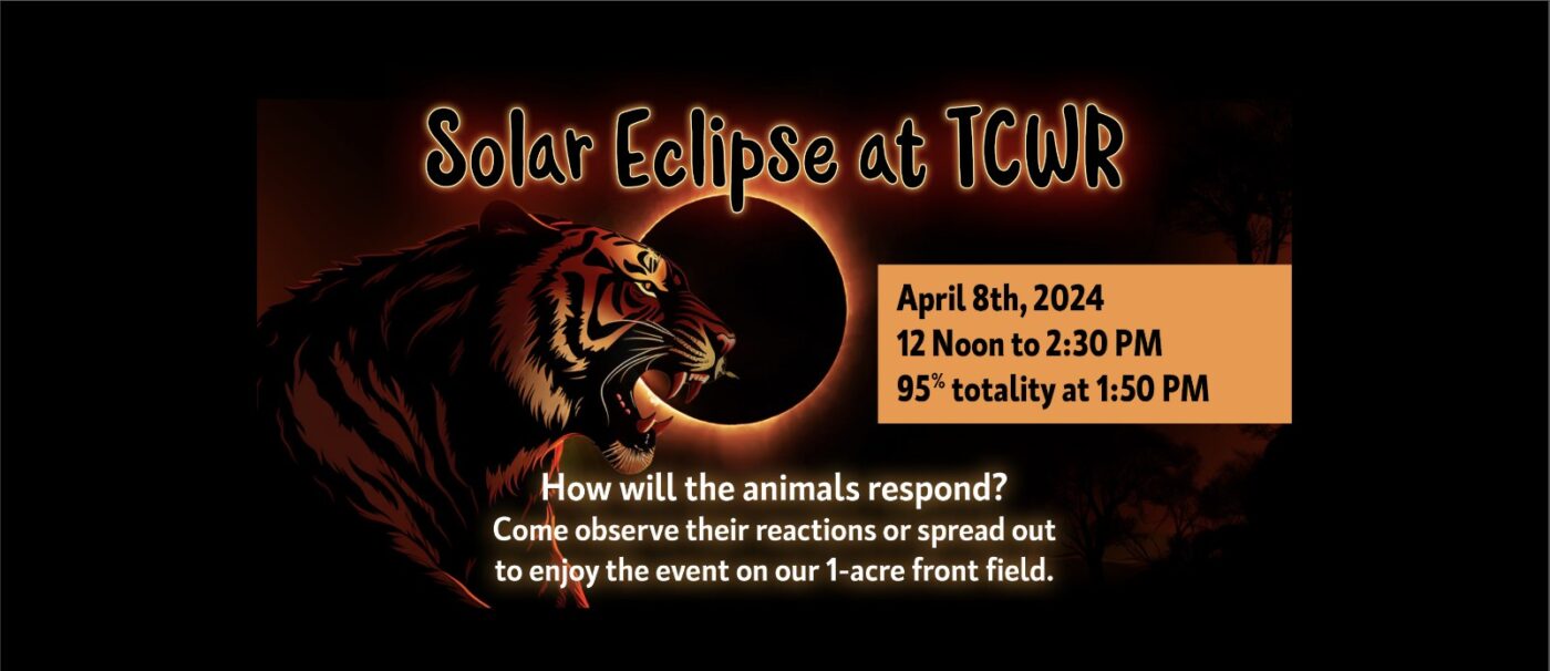 Solar Eclipse at Turpentine Creek 04/08/2024 Eureka Springs