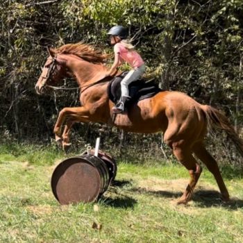 HalleJumpingHorse
